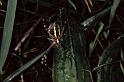 Argiope_bruennichi_P1102_Z_75_Les Gris_Frankrijk